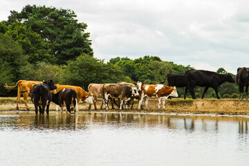 herd of cows