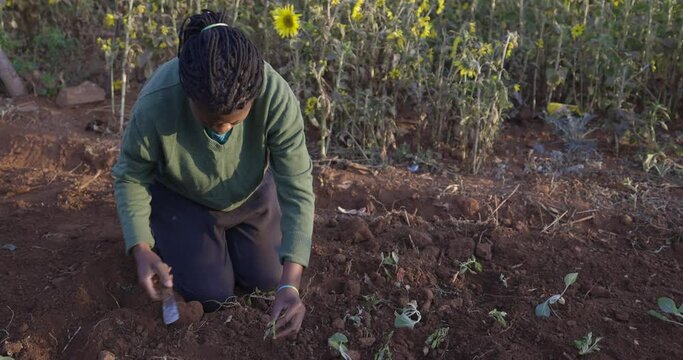 Close-up view of a black African woman planting vegetable seedlings in a small community garden at an informal settlement (squatter camp)