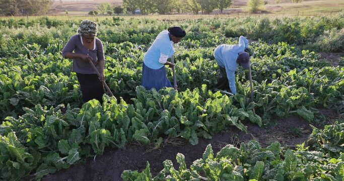 Black African emerging male and female farmers using a hoe to work in their spinach crop 