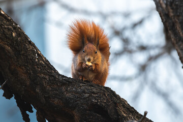 Squirrel portrait in the wild eats food found on a tree