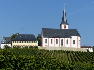 Fototapeta na wymiar Sankt Peter und Paul - Kirche mit Weinbergen in Hochheim am Main