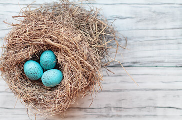 Real nest with blue speckled colored bird eggs on a rustic white wooden background. Top view, flat...