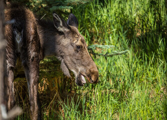 fall moose in rut