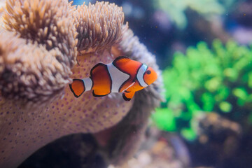 かわいいカクレクマノミ