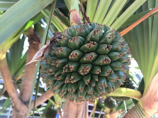 Pandanus utilis