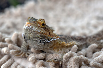 close up photo of bearded dragon, pet bearded dragon