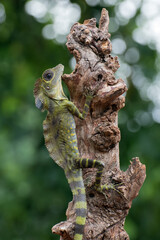 Close up photo of Angle head lizard ( Gonocephalus bornensis )