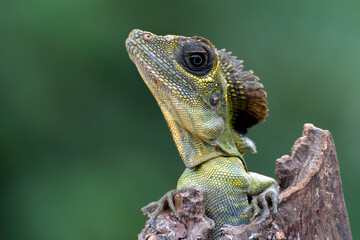 Close up photo of Angle head lizard ( Gonocephalus bornensis )