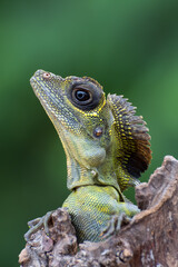 Close up photo of Angle head lizard ( Gonocephalus bornensis )
