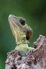 Close up photo of Angle head lizard ( Gonocephalus bornensis )