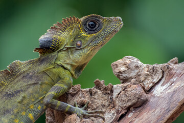 Close up photo of Angle head lizard ( Gonocephalus bornensis )