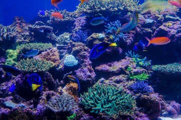 Naklejka na ściany i meble サンゴ礁とカラフルな魚