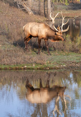 American elk (Cervus canadensis) buck with large antlers near the forest lake, Iowa, USA