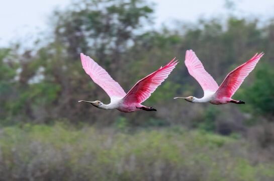 Roseate spoonbills (Platalea ajaja) flying, Galveston, Texas, USA