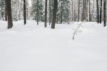 Small Evergreen Tree Covered in Snow in Forest in Winter