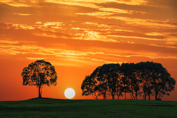The small forest landscape in the sunset