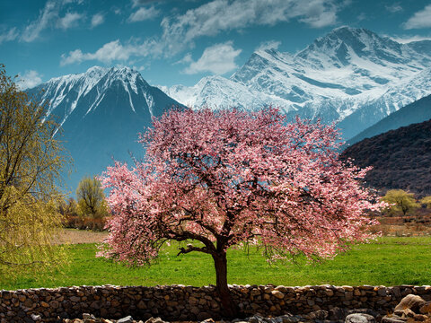 Tibet bome beauty