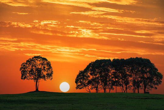 The small forest landscape in the sunset