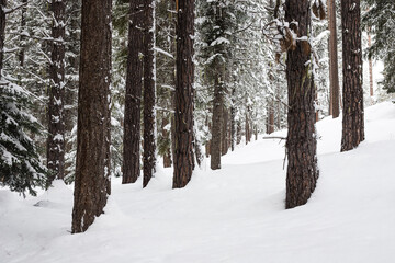 Evergreen Tree Forest Covered in Snow in Winter