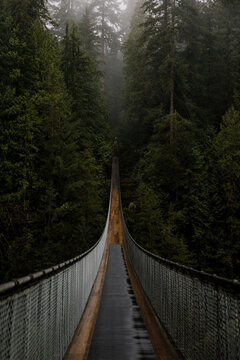 Suspended into the trees