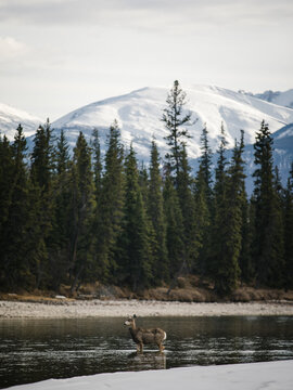 Deer in Jasper