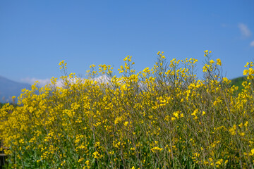 菜の花畑