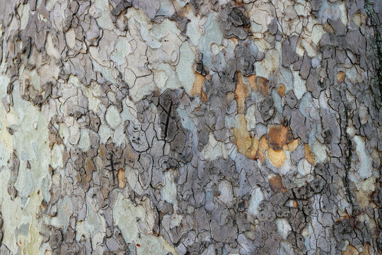 old bark of a tree on the trunk with cracked pieces - irregular colorful shapes	