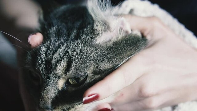 Ear mite. Ear mites are removed from the cat's ears.