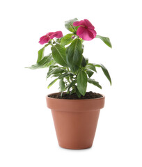 Beautiful pink vinca flowers in plant pot isolated on white