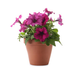 Beautiful petunia flowers in plant pot isolated on white