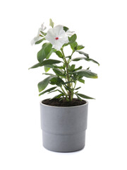 Fototapeta na wymiar Beautiful vinca flowers in plant pot isolated on white