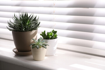 Beautiful different cacti in pots on windowsill indoors. Space for text