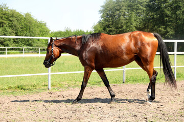 Bay horse in paddock on sunny day. Beautiful pet