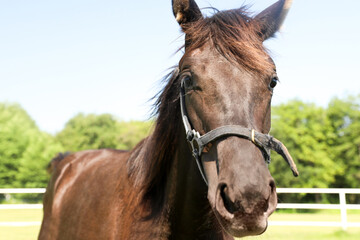 Dark bay horse in paddock on sunny day. Beautiful pet