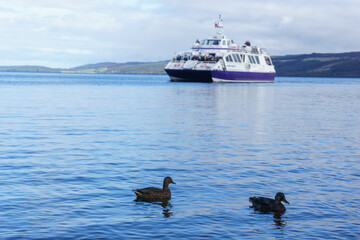 two ducks swimming on lake with ship in background