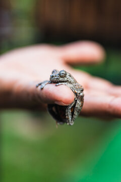 Frog holding a person's hand