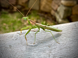 Praying Mantis on Wood