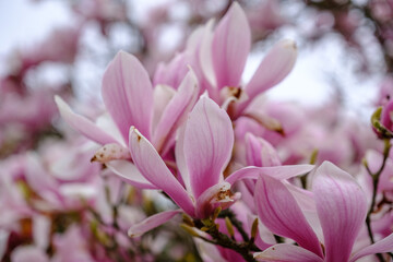 Magnolia flower in the tree