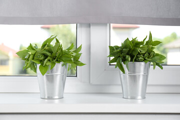 Fresh green basil in pots on white window sill