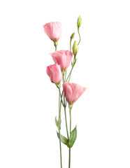 Beautiful fresh Eustoma flowers isolated on white