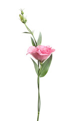 Obraz premium Beautiful fresh Eustoma flower isolated on white