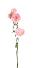 Beautiful pink Eustoma flowers isolated on white
