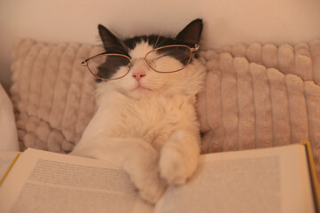 Cute cat with glasses and book sleeping on bed at home, closeup - obrazy, fototapety, plakaty