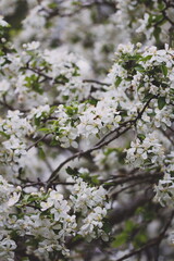 Apple tree in bloom during late spring and early summer in Ontario, Canada. 