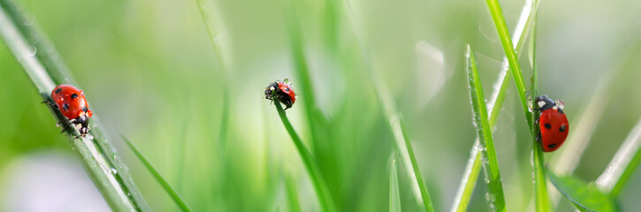 Unfocused green widescreen background with ladybugs, selective focus. Art design, banner from macro photos