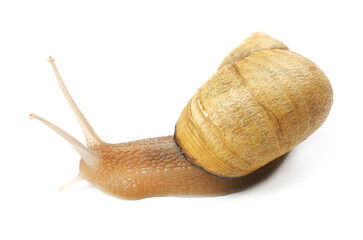Common garden snail crawling on white background