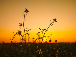Obraz premium Sunset view between the mustard flowers 