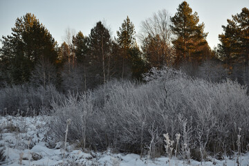 Frozen nature