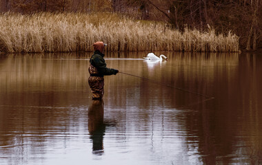 View of swan looking for food in winter in Midwestern pond in winter;  a male fisherman in fishing waders on left side