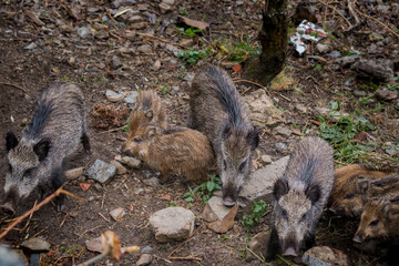 Boar hatchlings protected by the adult group with selective focus and blurred background